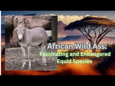 African Wild Ass: Fascinating and Endangered Equid Species #donkey #wildass #animals