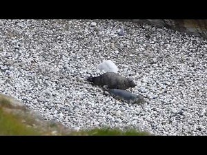 Grey seals courting/mating.