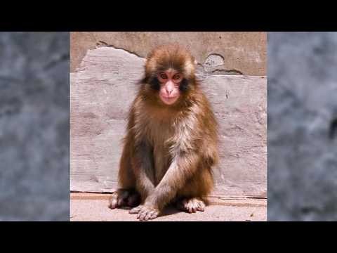 Punch Just Made Global News! (The Incredible Underdog Story)
