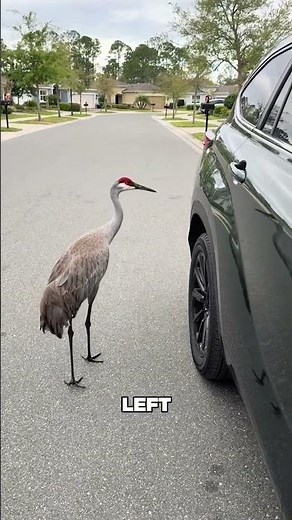 The Stork and the Shadow