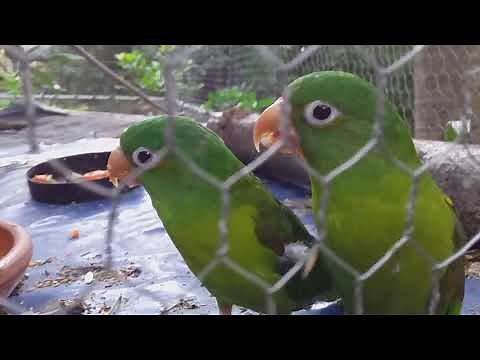 PERICOS VERDES CANTANDO