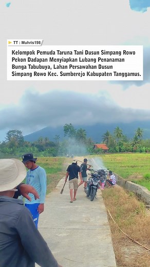 persiapan penanaman bunga tabubuya #fyp #masukberanda #pesonatanggamus #lampung