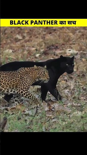 Black Panther's biggest secret