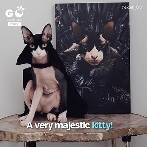 338K views · 5.2K reactions | This majestic Lord of darkness is demanding respect! 率‍♂ @the.dark_lord | Furry Tails | Facebook