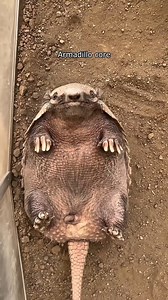 Funny armadillo moments that prove even wild animals can be unexpectedly hilarious 😂🦔 #funny #animals #pets #funnyvideo #armadillo #funnypets | Geographical Beauty