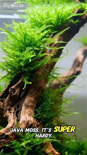 My 3 favourite aquarium plants that don’t need substrate to grow and flourish!
