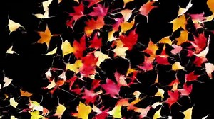 舞い散る秋の紅葉の動画｜無料の動画素材サイト「動画AC」