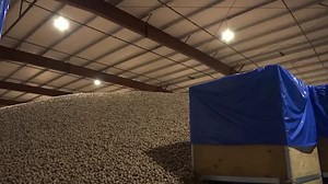 Holiday walnuts languish in supply chain crisis