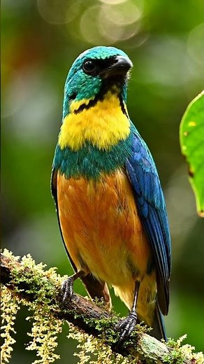 This Brazilian Bird Looks Too Colorful to Be Real #birds #birdsong #wildlife