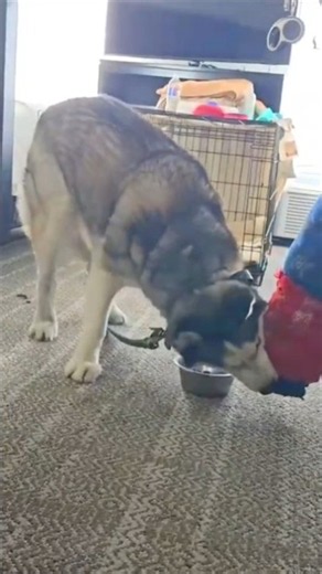 Food Aggressive Husky