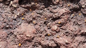 Spiders, Crawling, Insects. Free Stock Video