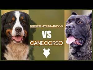 BERNESE MOUNTAIN DOG VS CANE CORSO