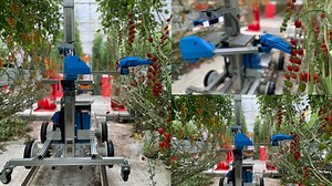 Tomato Harvest Robot: పిచ్చెక్కిస్తున్న జపాన్‌ టెక్నాలజీ.. టామాటాలు తెంచేందుకు రోబోలు.. చూస్తే కళ్లు చెదిరిపోవాల్సిందే..