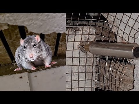 How to keep rats and mice out | Rodent mesh installation
