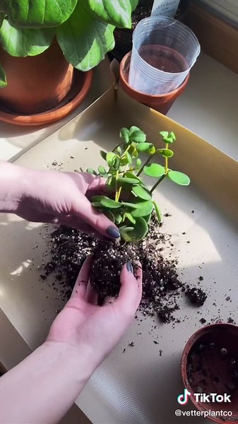 Peperomia Hope Repotting: Care Tips and Propagation Guide