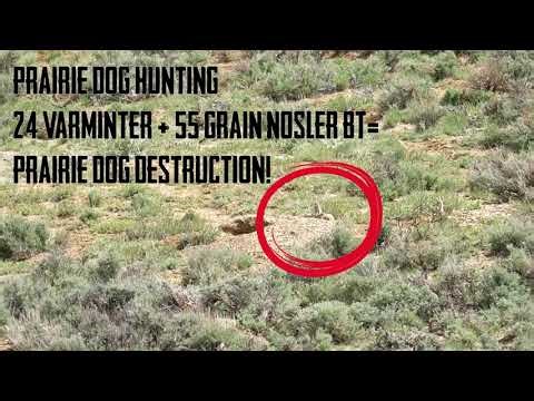 24 Varminter + 55 Grain Nosler Ballistic Tips = Prairie Dog Destruction