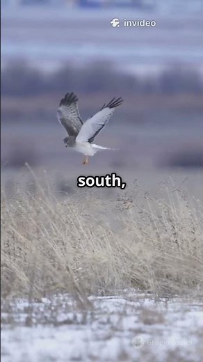The Wild Adventures of the Rough-Legged Hawk! #RoughLeggedHawk #Wildlife #WildlifeAdventures