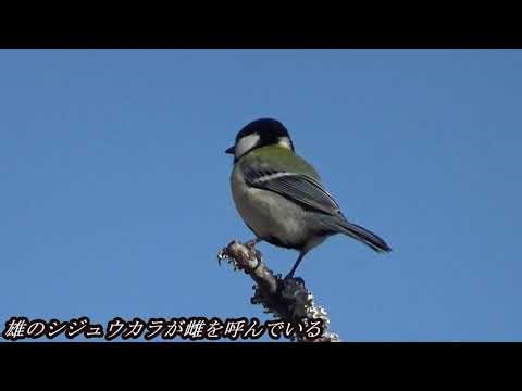 雄のシジュウカラが雌を呼ぶ鳴き声