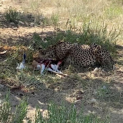 Cheetah eating its kill