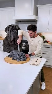 3.6K views | Big dolyfly cake cutting prank #animalprank #PetReaction #cake #Funnypets #birdReaction#watchingreel#viralreel#trendingvideo#usatrendingreel#followingone#dailyreel#viraltrend | Laraibmalikofficial69 | Facebook