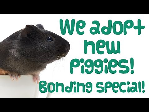 We ADOPT NEW GUINEA PIGS! + Guinea Pig Bonding at the Rescue Centre | Guinea Pig Adoption