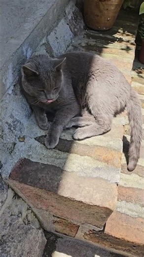 Ovito llegó del trabajo… y está cansado 😹🐾 #gatos #shorts / Ovito came back from work… he’s tired 😹🐱