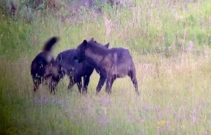 📷 | @taylorlbland Yearling wolves can be compared to human teenagers. They are young, mischievous and extra curious. These 3 black yearlings belong to the Junction Butte pack, and while the rest of the pack was feeding, these young ones were goofing off and causing mayhem (as they usually do). One interesting thing about the black coat coloration in wolves, is that the black coat color gene comes from domestic dogs! Black wolves also tend to have stronger immune systems compared to the wolves w