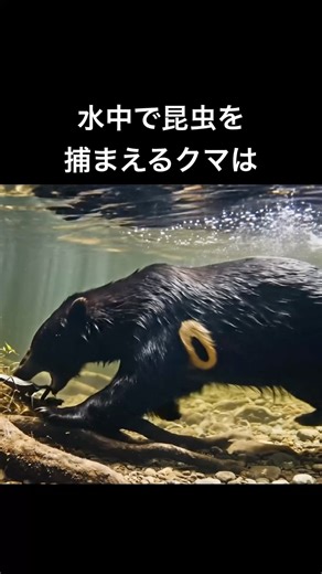 A bear catching insects in the water