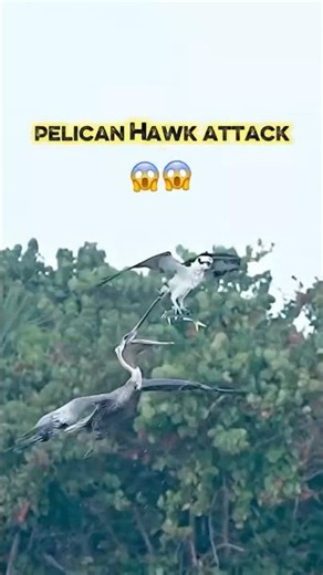 The Most Shameless Thief in the Sky – Pelican #pelicans #hawk #shorts #animalshorts #animals #fish