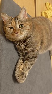 4.8K views · 429 reactions | Why can't Mom understand cat language? | GuangDang | Facebook