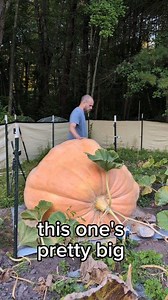 524K views · 8.7K reactions | that's a lot of pumpkin pie ⚡ #giantpumpkin #halloween #gardening #plants #garden #pumpkin | northeastgiantpumpkin | Facebook