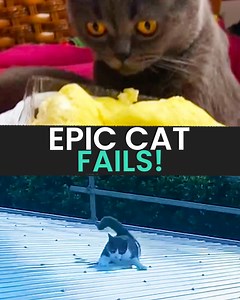 Watch These Cats Have Some EPIC FAILS 🐱😹 | Animal Antics
