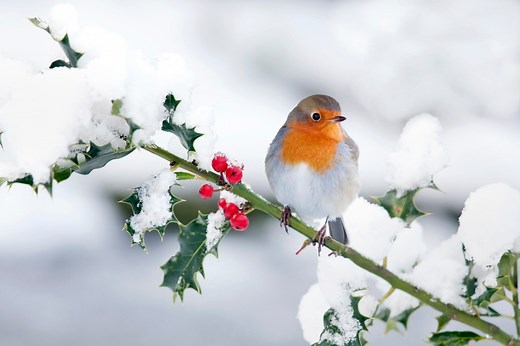 How the humble robin became the symbol of Christmas