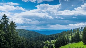 Mountain valley with meadows and spruce forests against the backdrop of a daytime cloudy sky