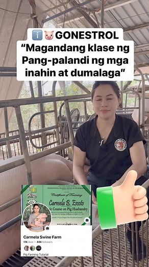 61K views · 1.9K reactions | Pig Tutorial: Review sa pag gamit ng Gonestrol #piggerybusiness #pigfarming #baboy #agriculture #sow #breeding #piglet #agribusiness #Hograiser #swine #Hograising #pig #piggy #piggeryfarm #PIGGERY | Carmela Swine Farm | Facebook