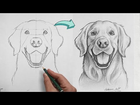 How to Draw a Golden Retriever in Pencil - Step by Step