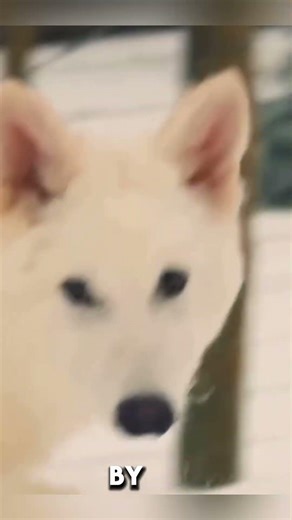 Scientists bring extinct dire wolves back to life #unknownfacts #hiddentruth #shockingfacts