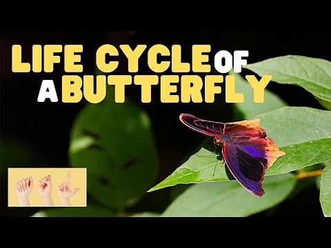 ASL Life Cycle of a Butterfly