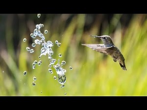 #hummingbird Slow Motion for hummingbird. Hummingbird flying backward