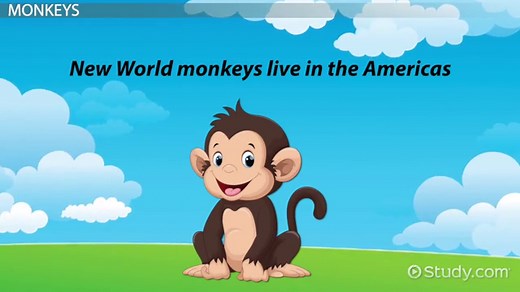 What Do Monkeys Eat? - Lesson for Kids