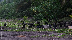 More than 20 vultures gathered around a sea turtle in Tortugero, Costa Rica and eating it after being killed by a jaguar.