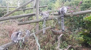 80 reactions · 4 comments | Our Ring-Tailed Lemur family enjoying a branch of willow between them! | Birmingham Wildlife Conservation Park | Facebook