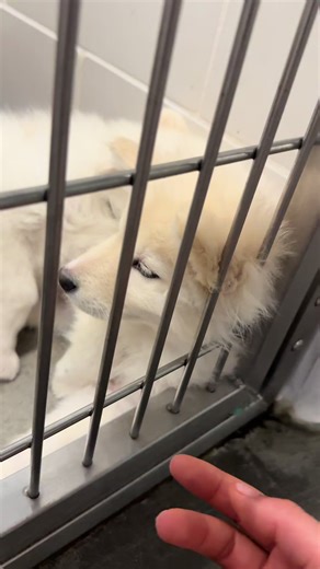 Our new baby Nezuko! 🐶❤️ | nezuko