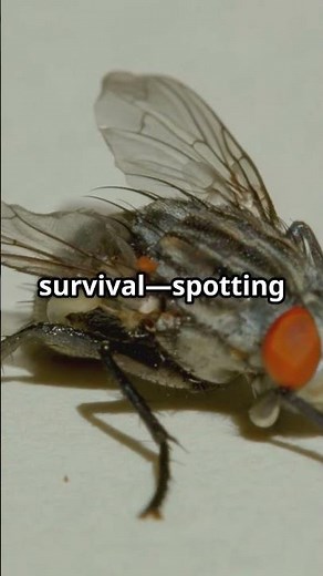 Flies See the World in Slow Motion – Here’s How! #flies #animalvideos