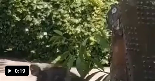 Pumbaa just wanted to say hello - Video