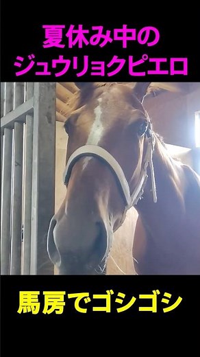 ジュウリョクピエロ、夏休みを満喫中 #競馬#ジュウリョクピエロ #オークス2026