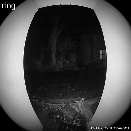 Nocturnal visitor here in New Quay | Bruce Sinclair | Facebook