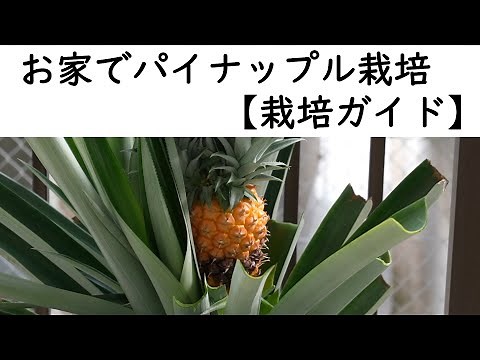 パイナップルの育て方【栽培ガイド】