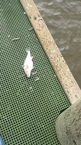 This redfish been eating good | Lance Billiot