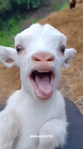 Cute baby sheep vs goat baby sound ❤️ #sound #sheep #goat #cow #goats #cuteanimals #animalsounds #fy